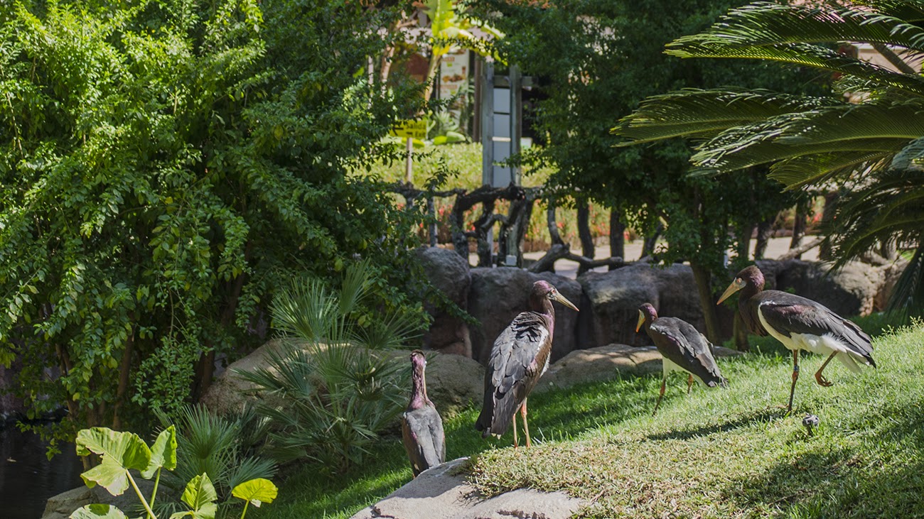 bioparc-fuengirola-0