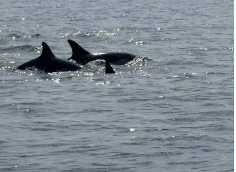 fastpass-boat-trips-paseo-en-barco-0