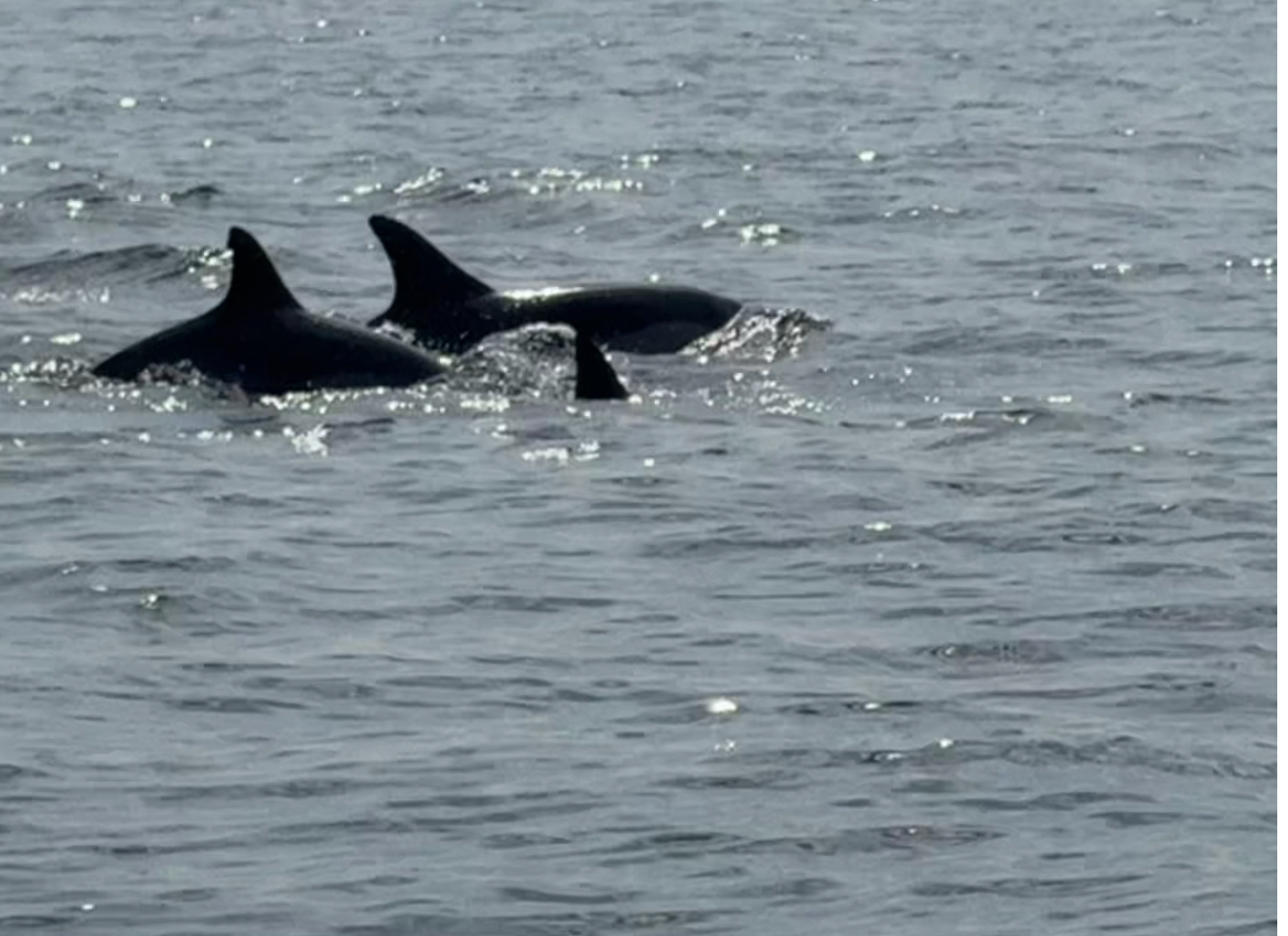 fastpass-boat-trips-paseo-en-barco-0