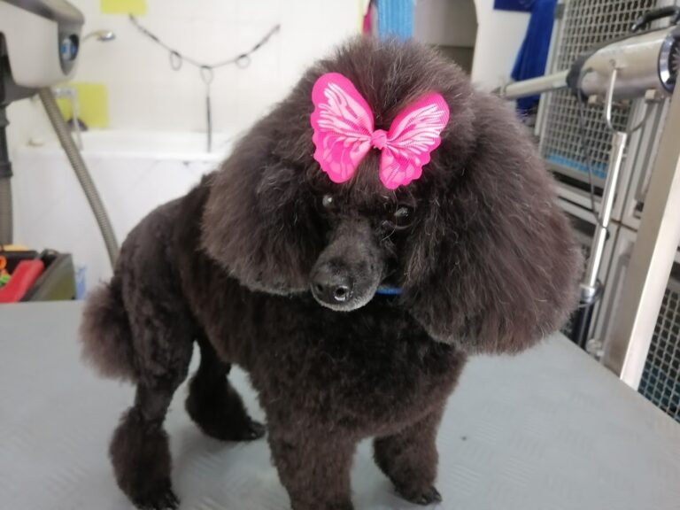 peluqueria-canina-gua-guapos-0